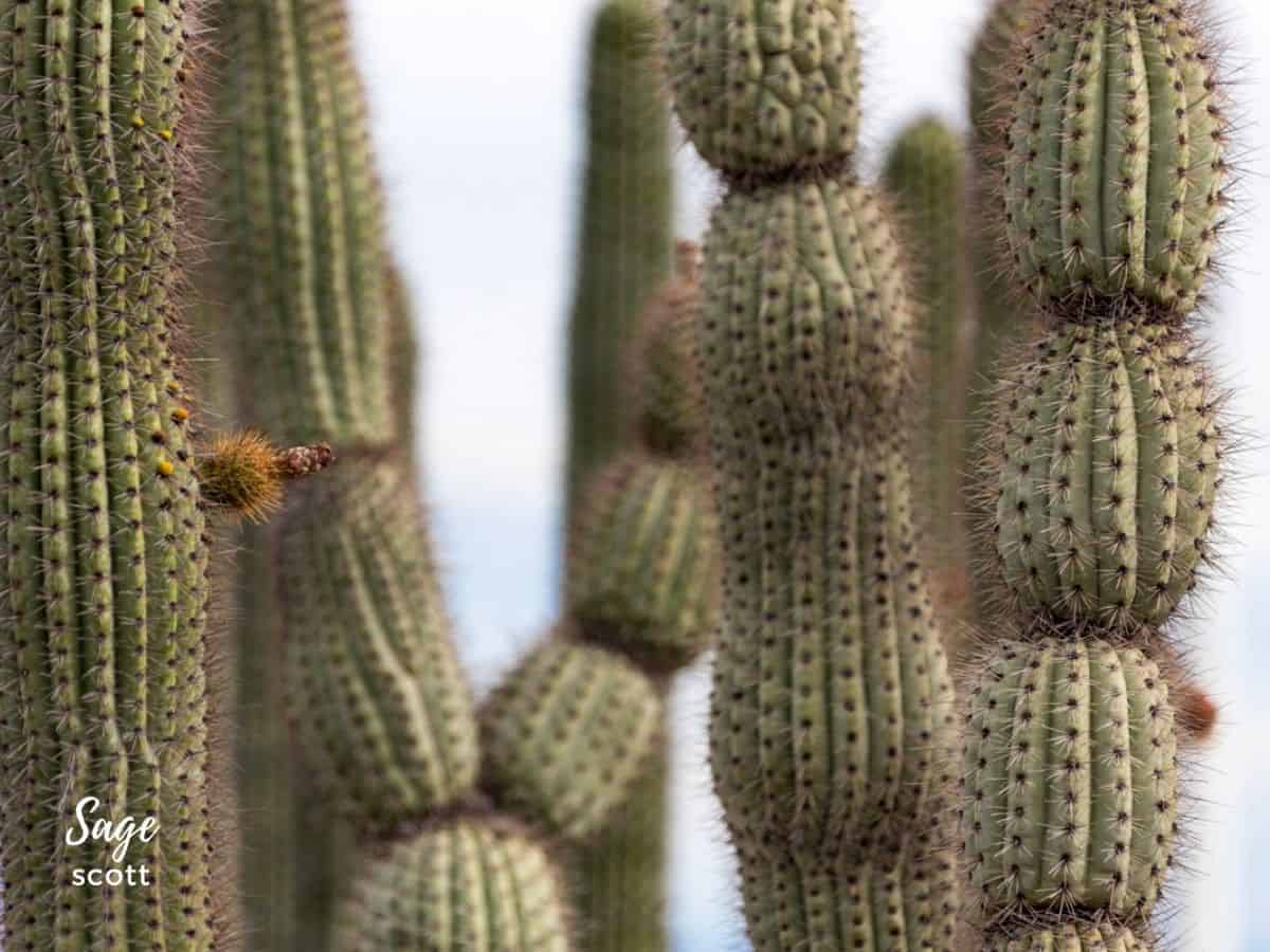 A group of cactus plants in the desert.