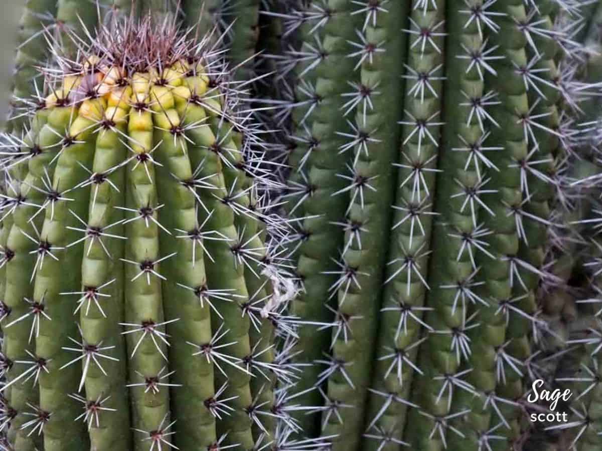 A close up of a cactus plant.
