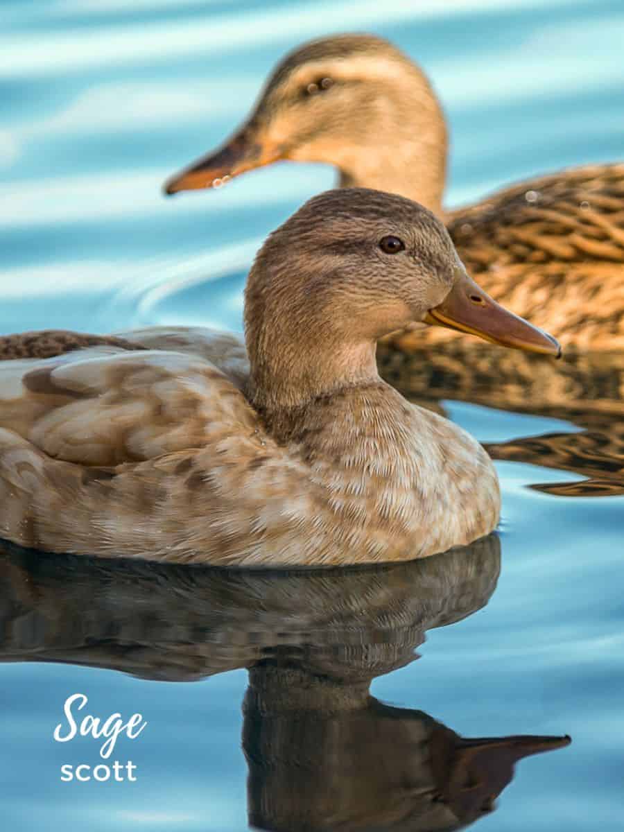 Two ducks swimming in a body of water.