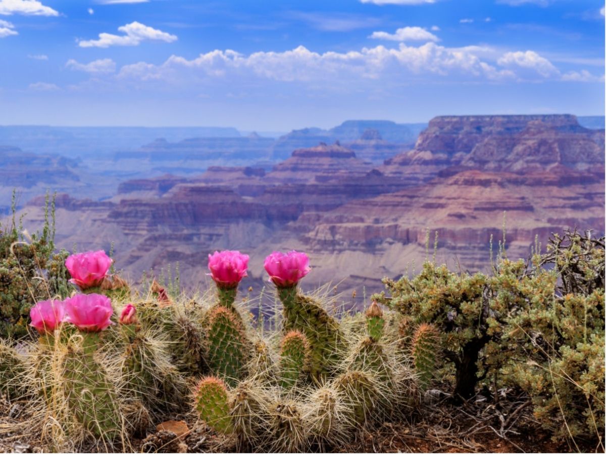 Pink cactus blooming in front of the Grand Canyon.