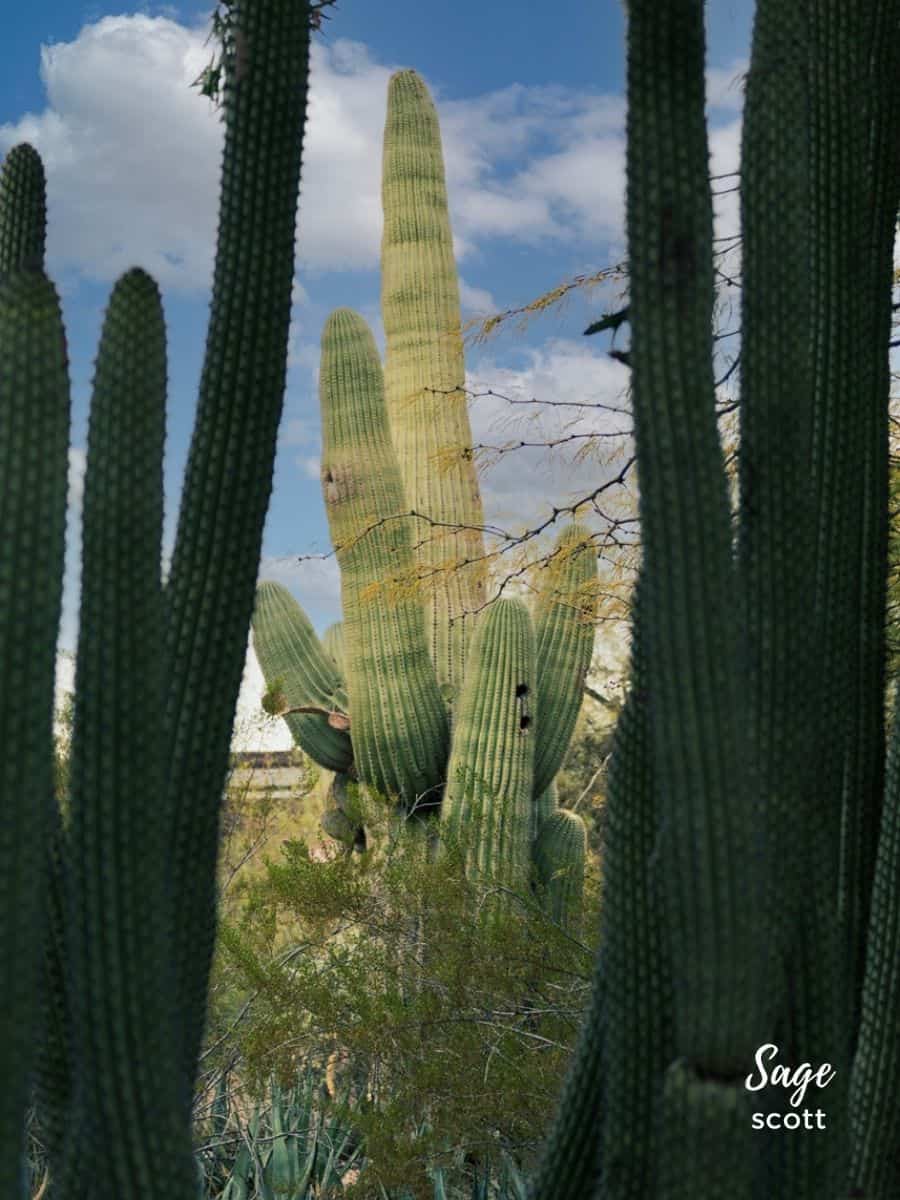 Saguaro cactus in the desert.