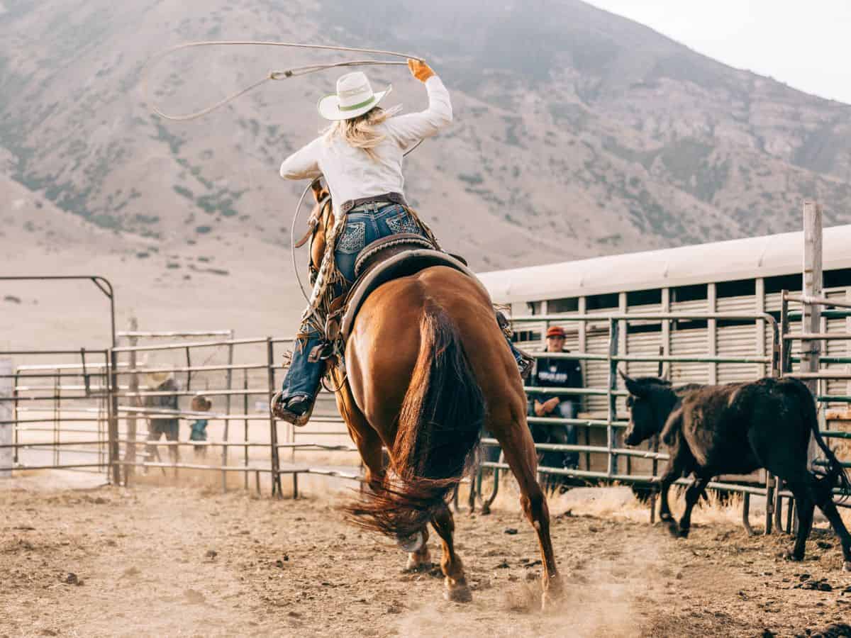 A cowgirl is roping a horse in a rodeo.