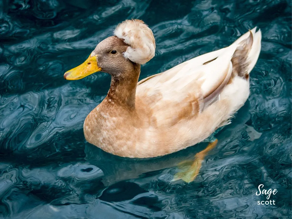A duck swimming in a body of water.