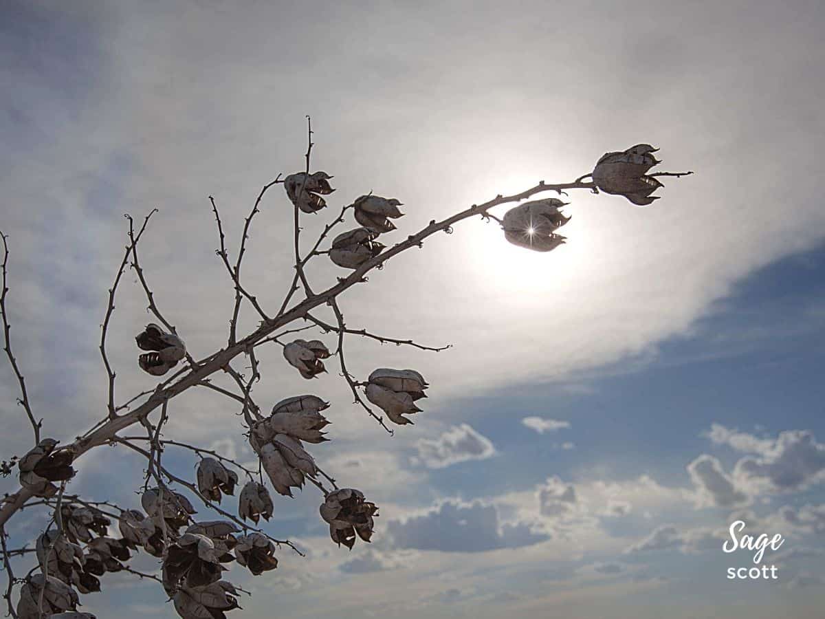 A branch of dried flowers with the sun behind it.