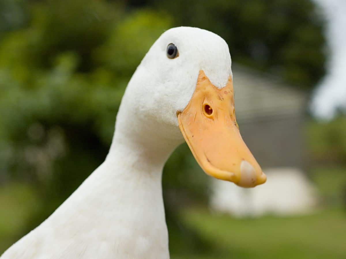A close up of a white duck with a yellow beak.