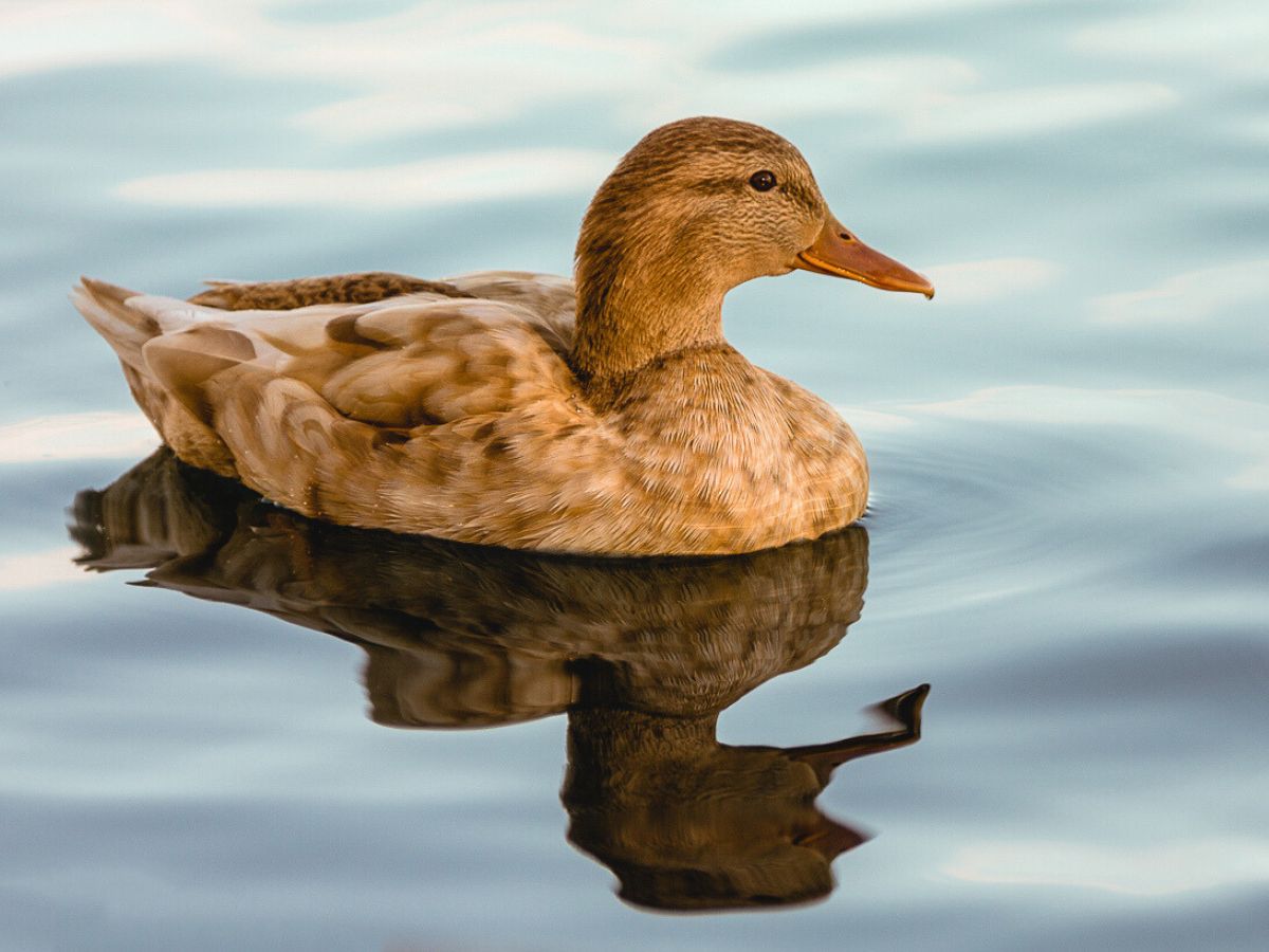 A duck is gracefully swimming in a body of water.