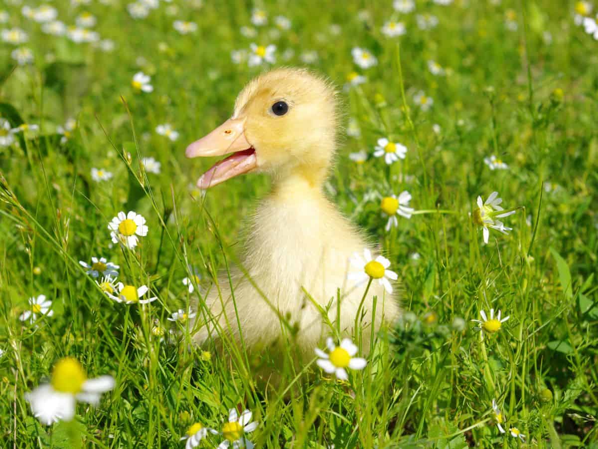 A baby duck is standing in a field of daisies.