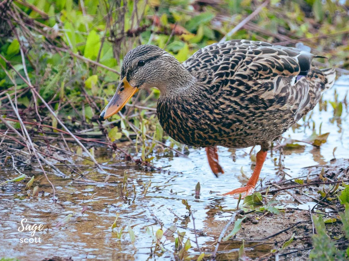 A duck is walking through a puddle of water.