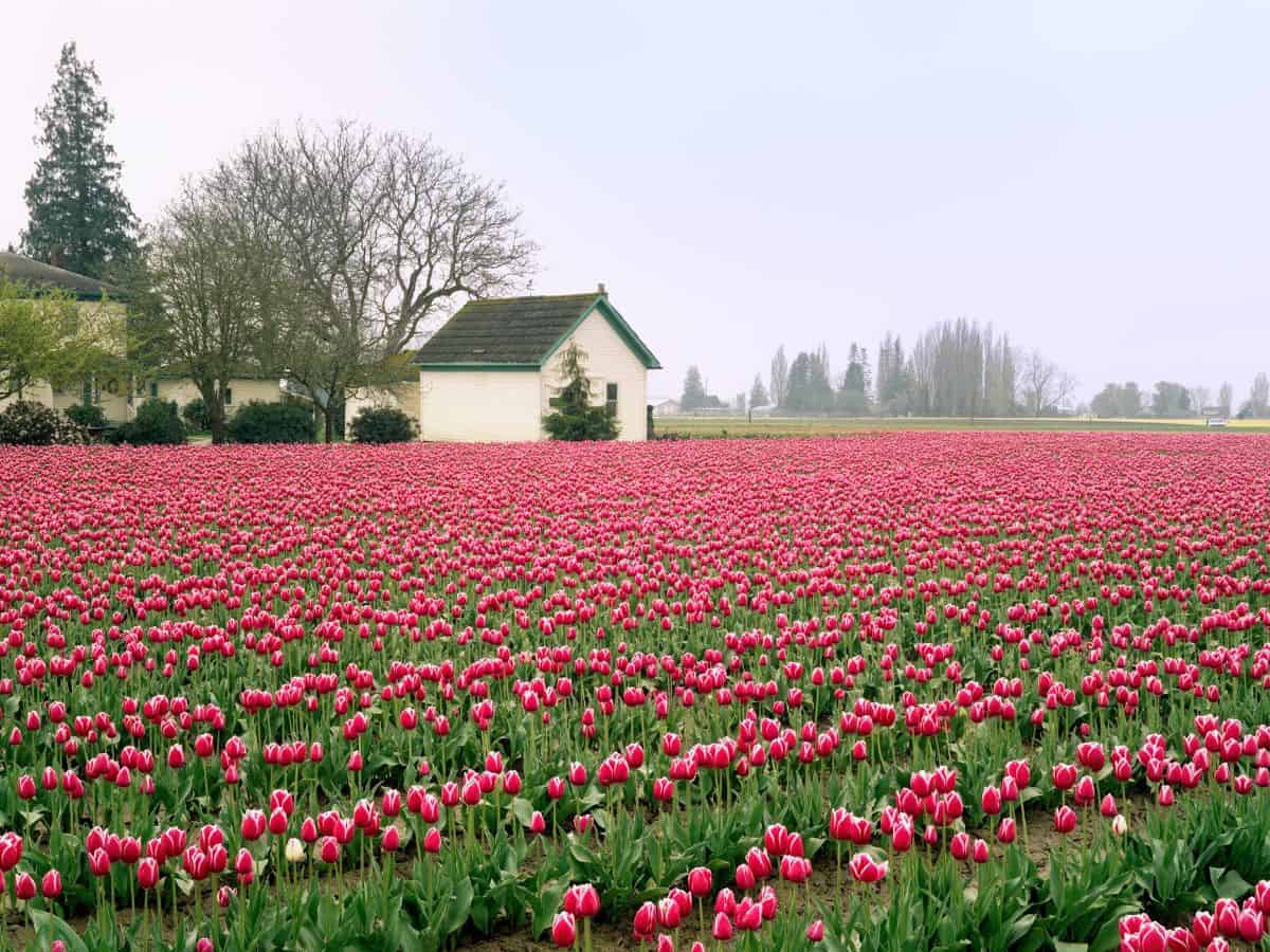 A field of pink tulips with a house in the background.