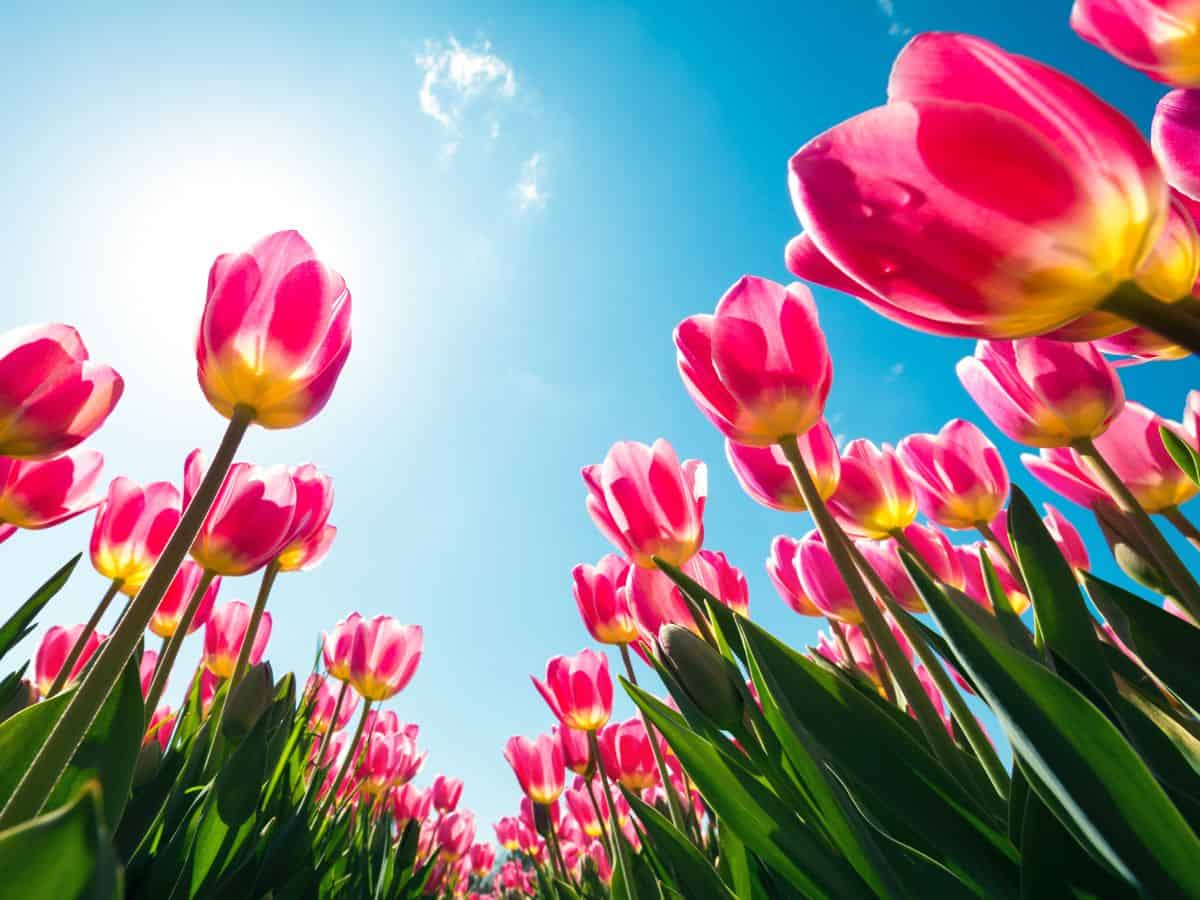 A field of pink tulips under a blue sky.