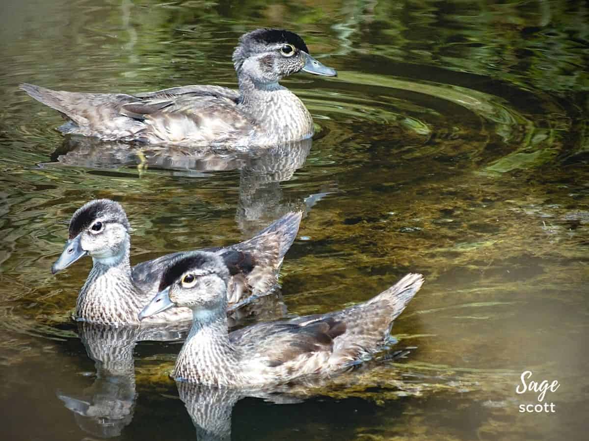 Three ducks swimming in a body of water.