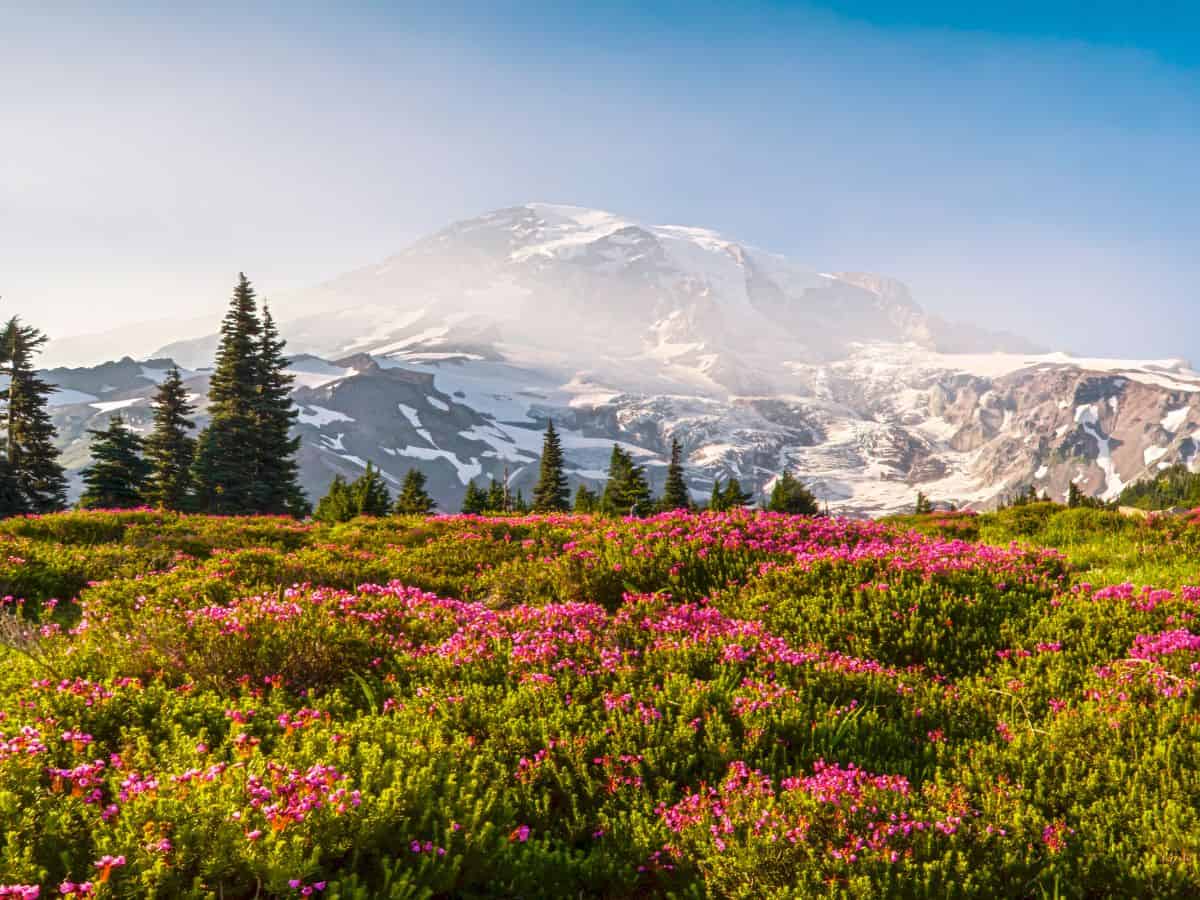 A field of pink flowers with a mountain in the background.