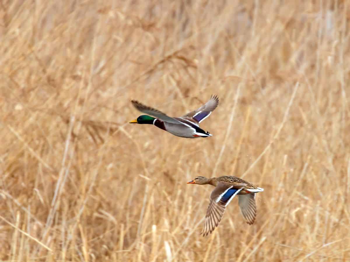 Two mallard ducks flying over dry grass.