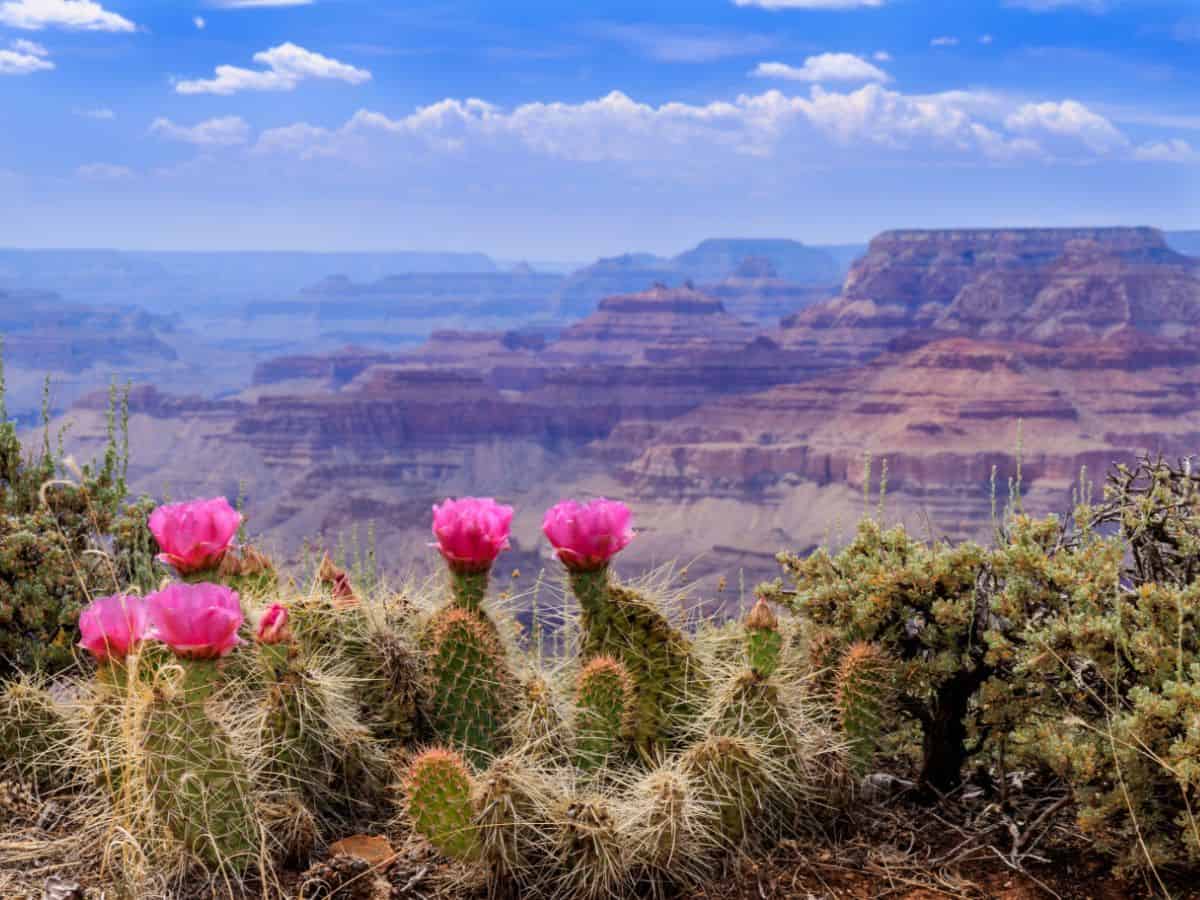 The grand canyon with pink cactus flowers in the background.