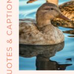 Quotes and captions about ducks.