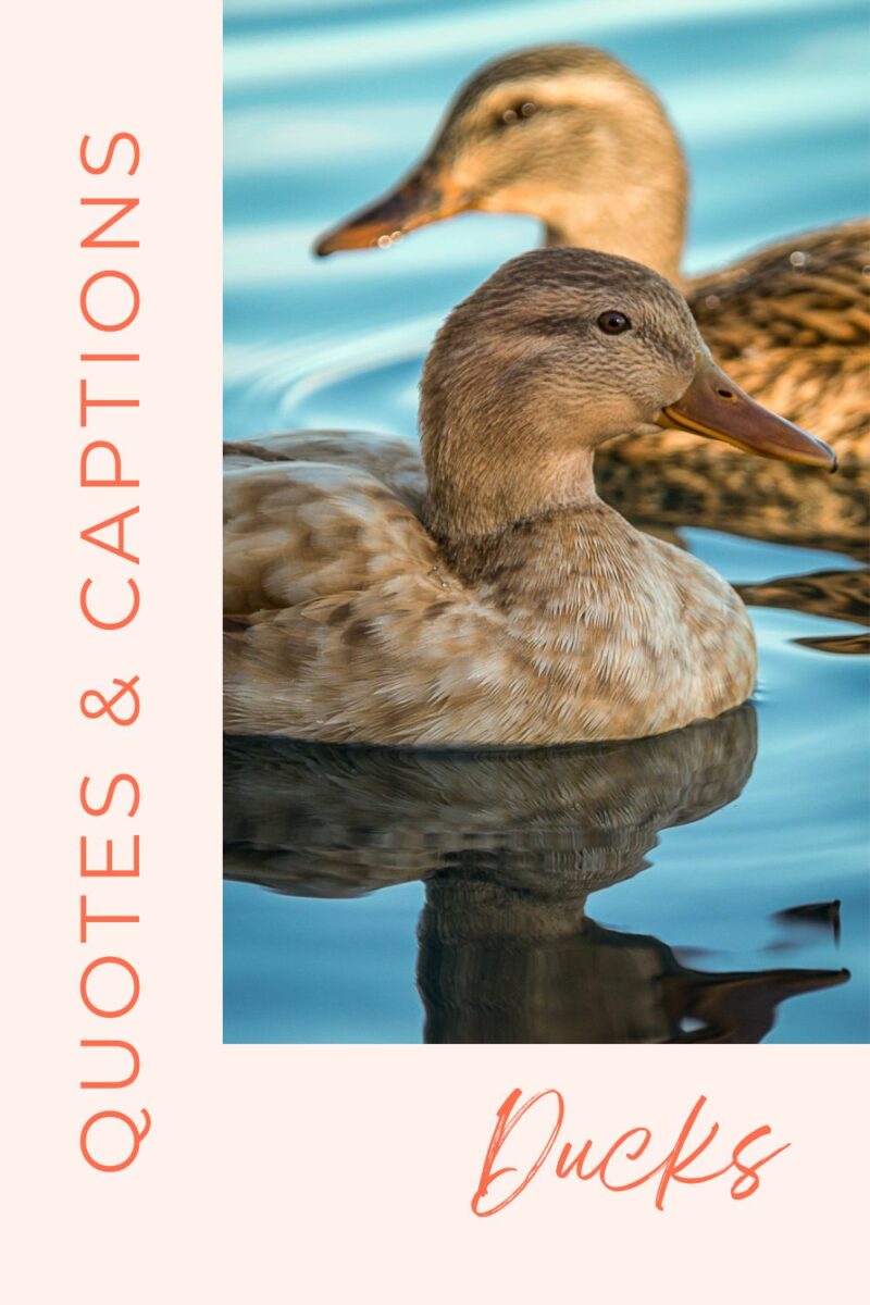 Quotes and captions about ducks.