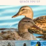 Duck quotes that will quick up your day.