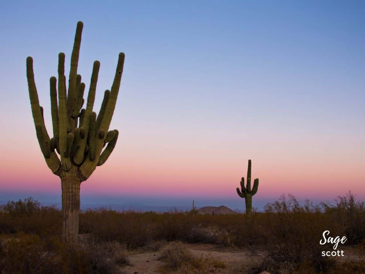 Saguaro cactus in the desert at sunset.