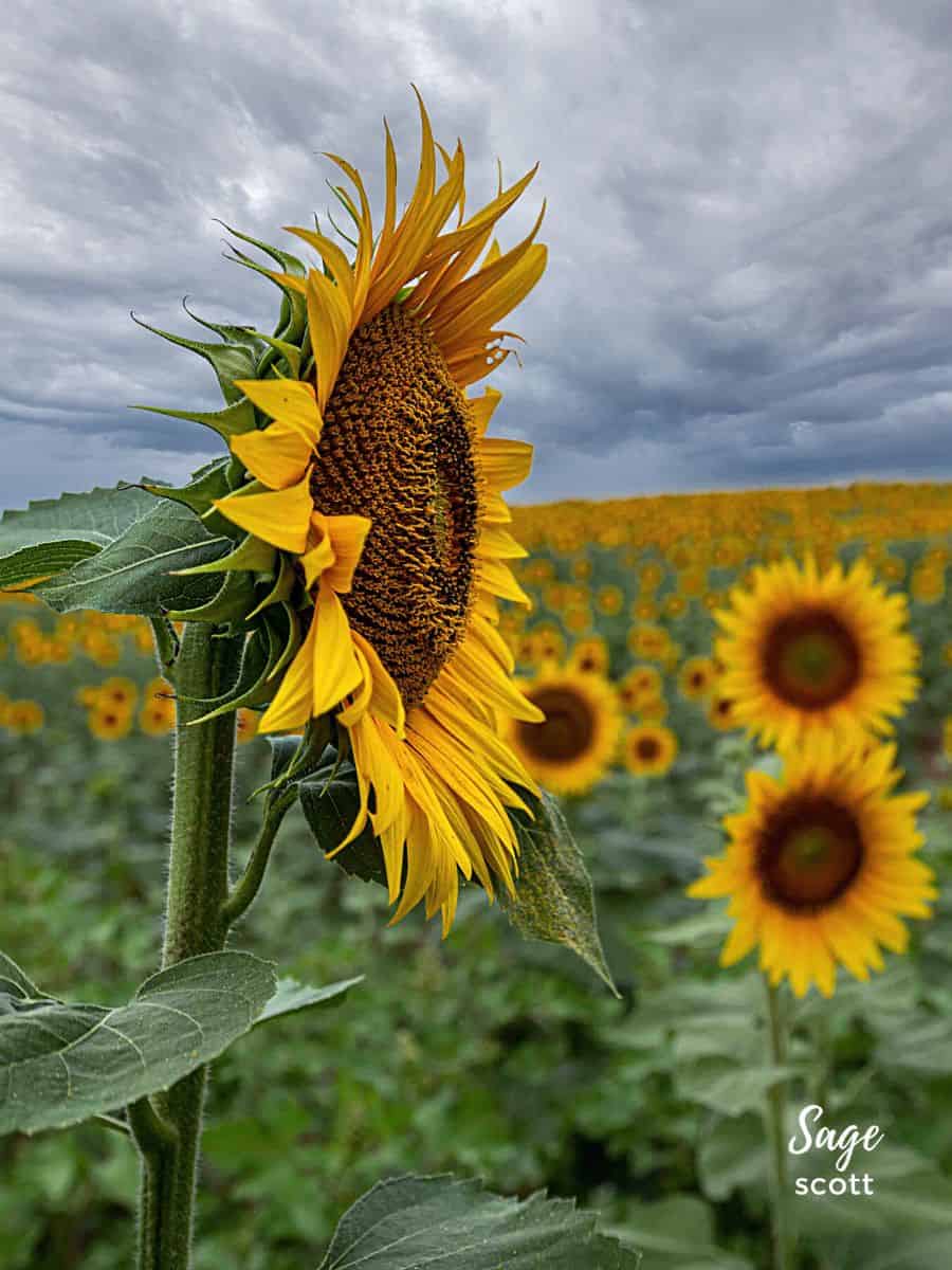 A sunflower in a field under a cloudy sky.