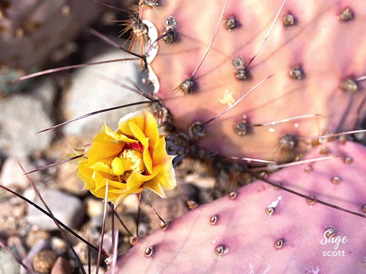 A yellow flower is growing on a cactus.