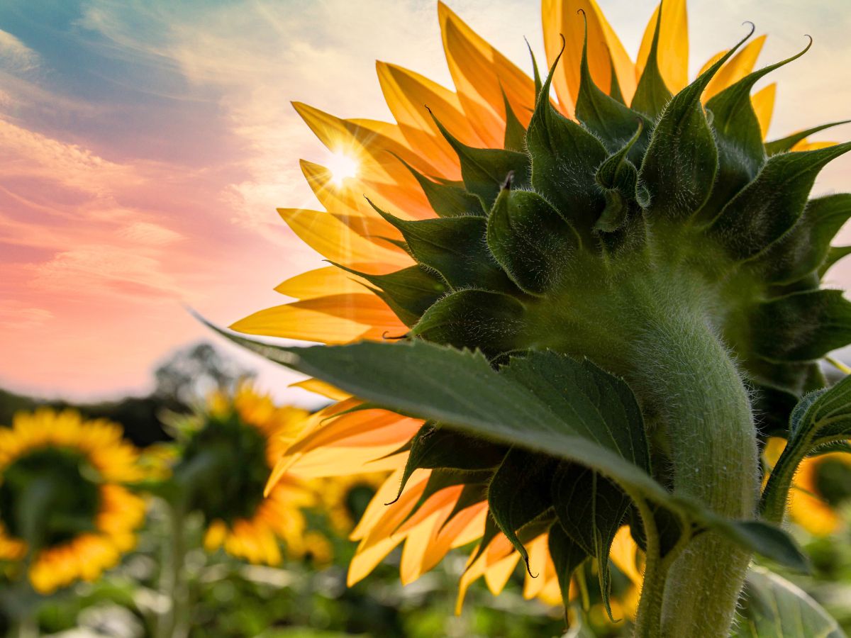 A radiant sunflower in a field, adorned by the vibrant hues of a stunning sunset backdrop.