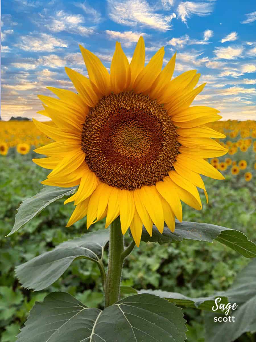 A vibrant sunflower standing tall in a picturesque field, under an endless blue sky.