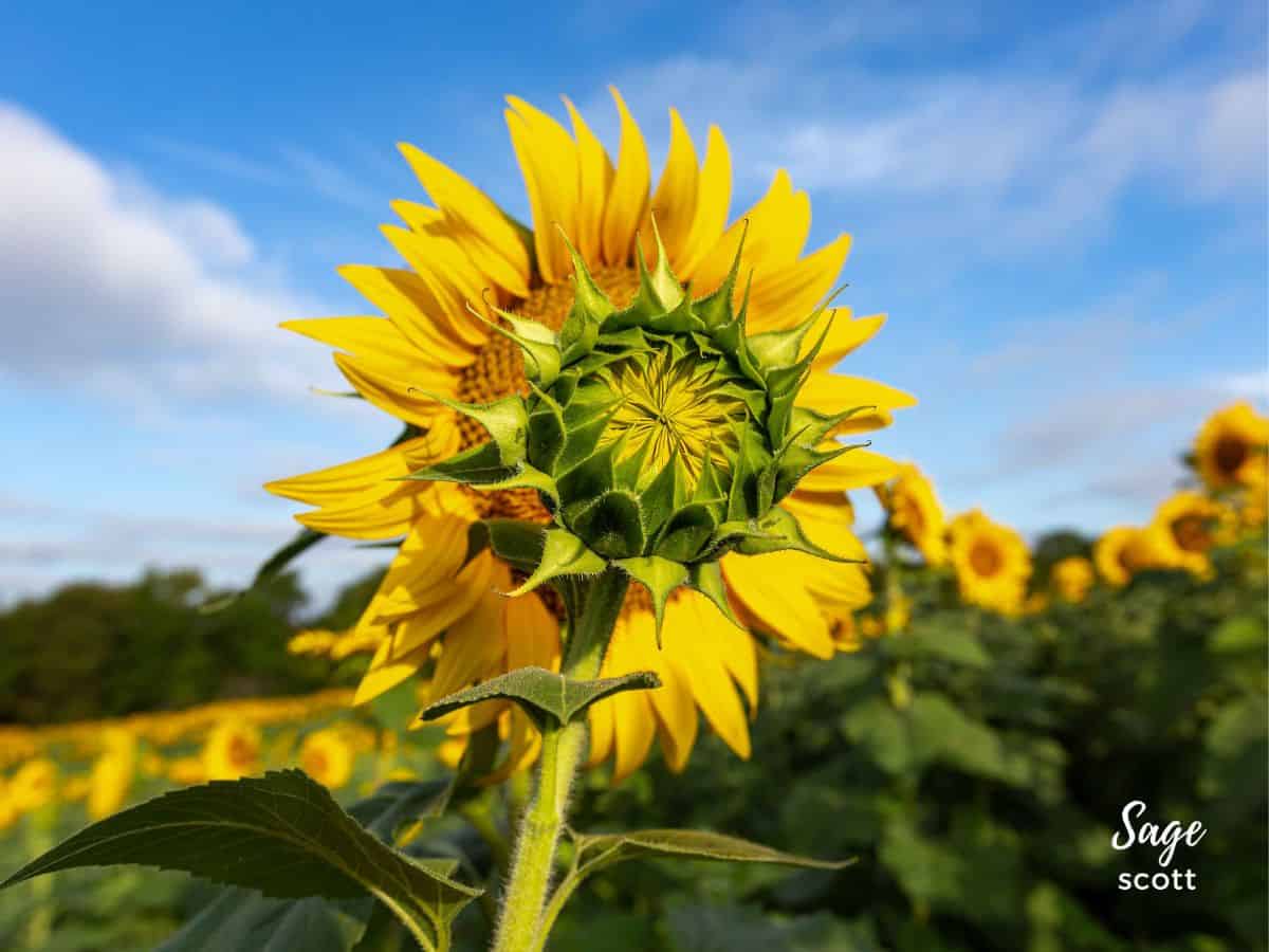 An unopened sunflower in front of a flower in full bloom.