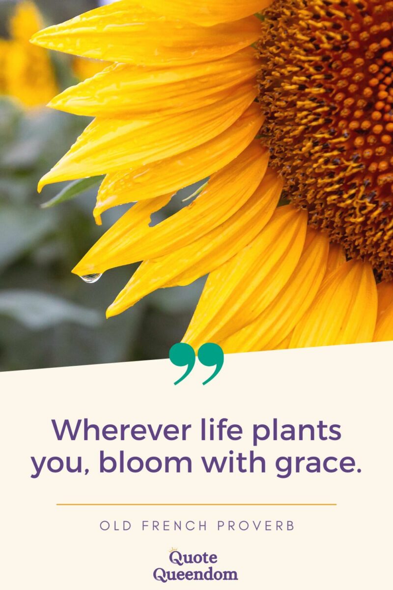 A sunflower with the quote "wherever life plants you, you bloom with grace.