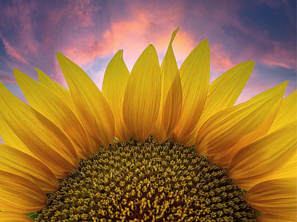 A beautiful sunflower standing tall against a sky at sunset.