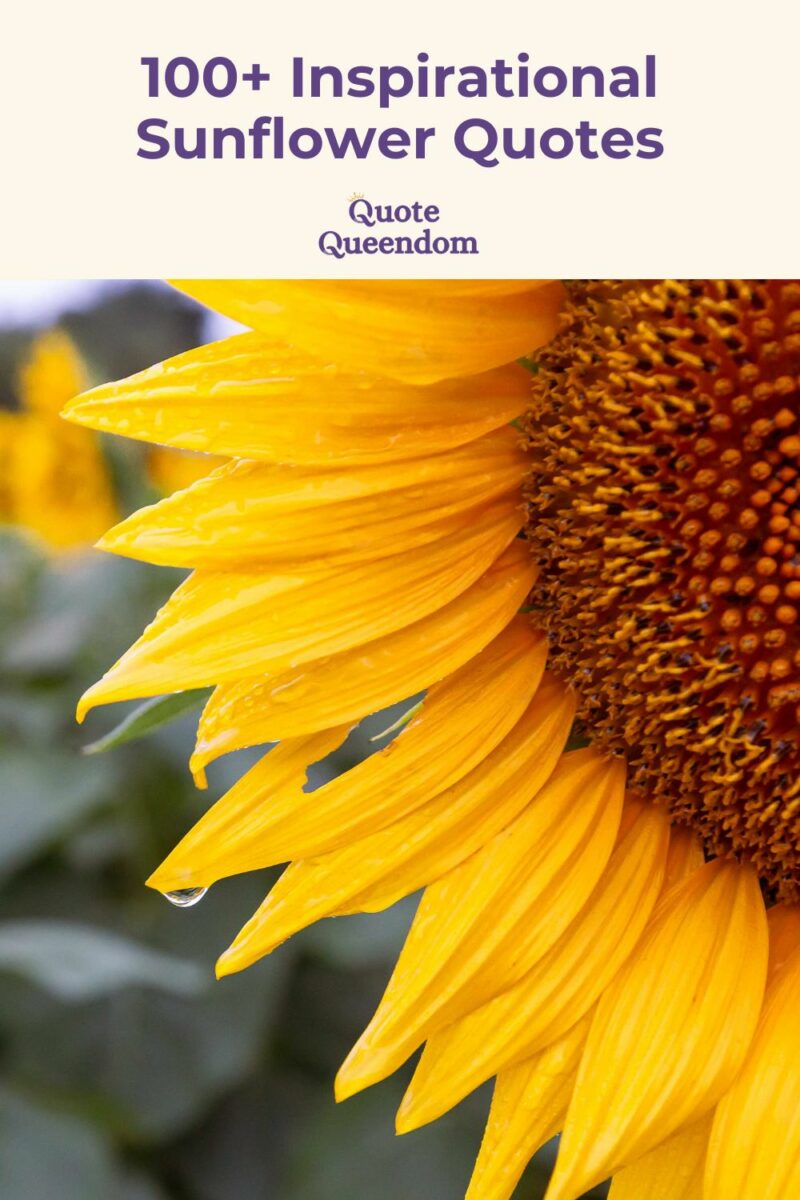 A sunflower with 100 inspirational quotes About Sunflowers prominently displayed.
