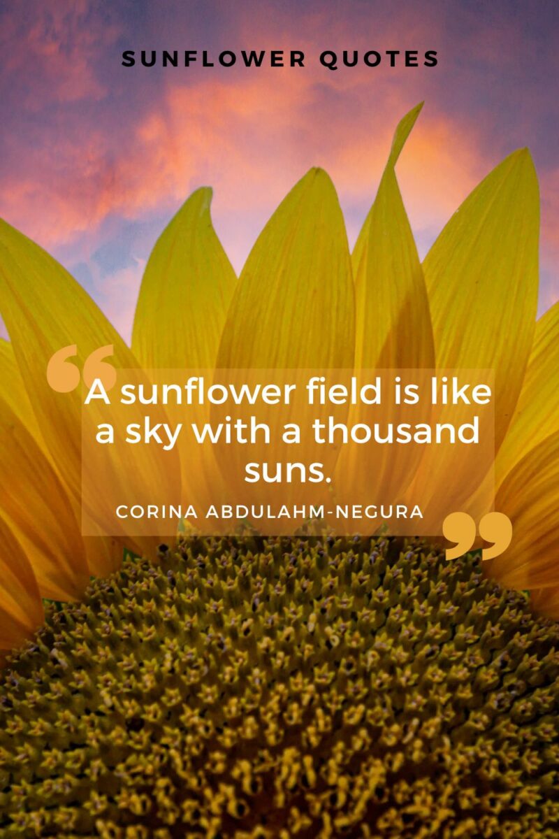 A sunflower field is like a sky with a thousand sunflowers.