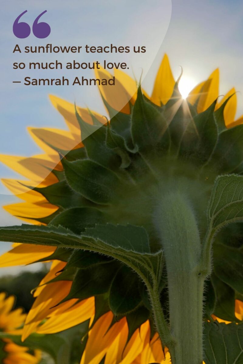 Samantha Ahmad's quote reminds us of the kindness that sunflowers symbolize.