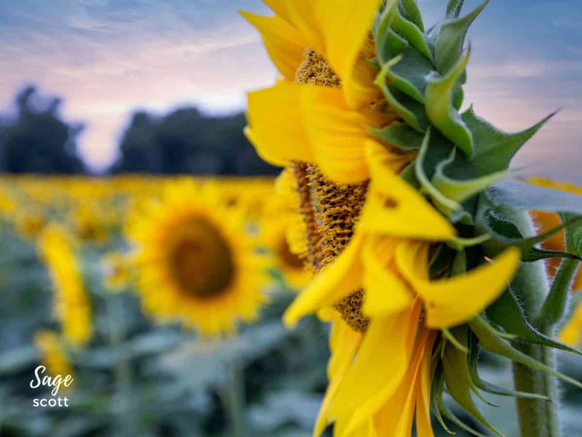 Surrounded by endless fields, a solitary sunflower stands tall, radiating its vibrant beauty.