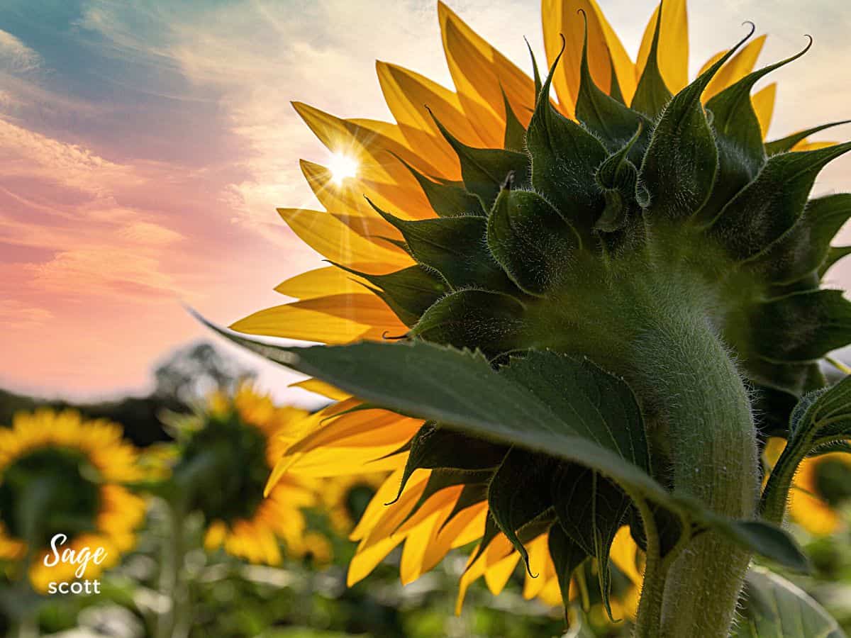 A sunflower in a field with a breathtaking sunset behind it.