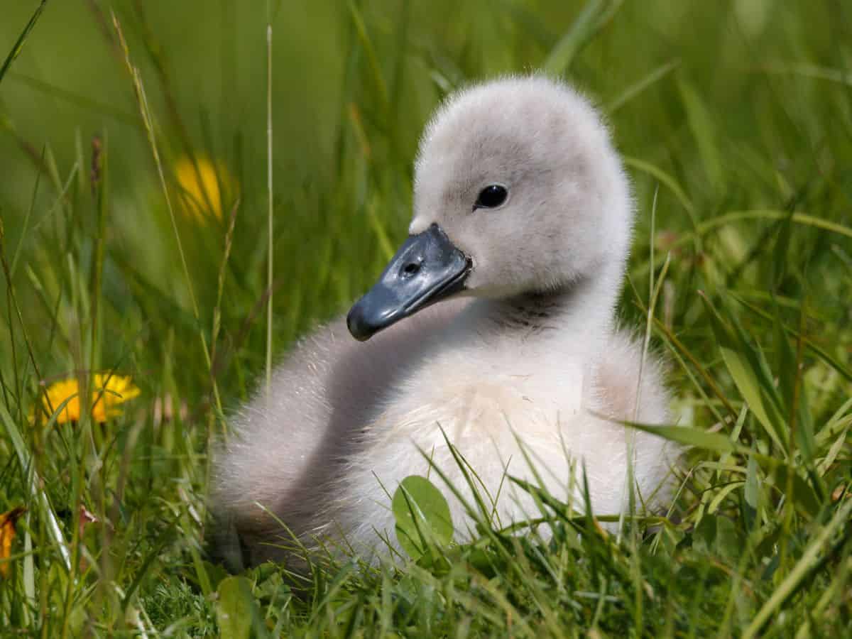 A baby swan is sitting in the grass.
