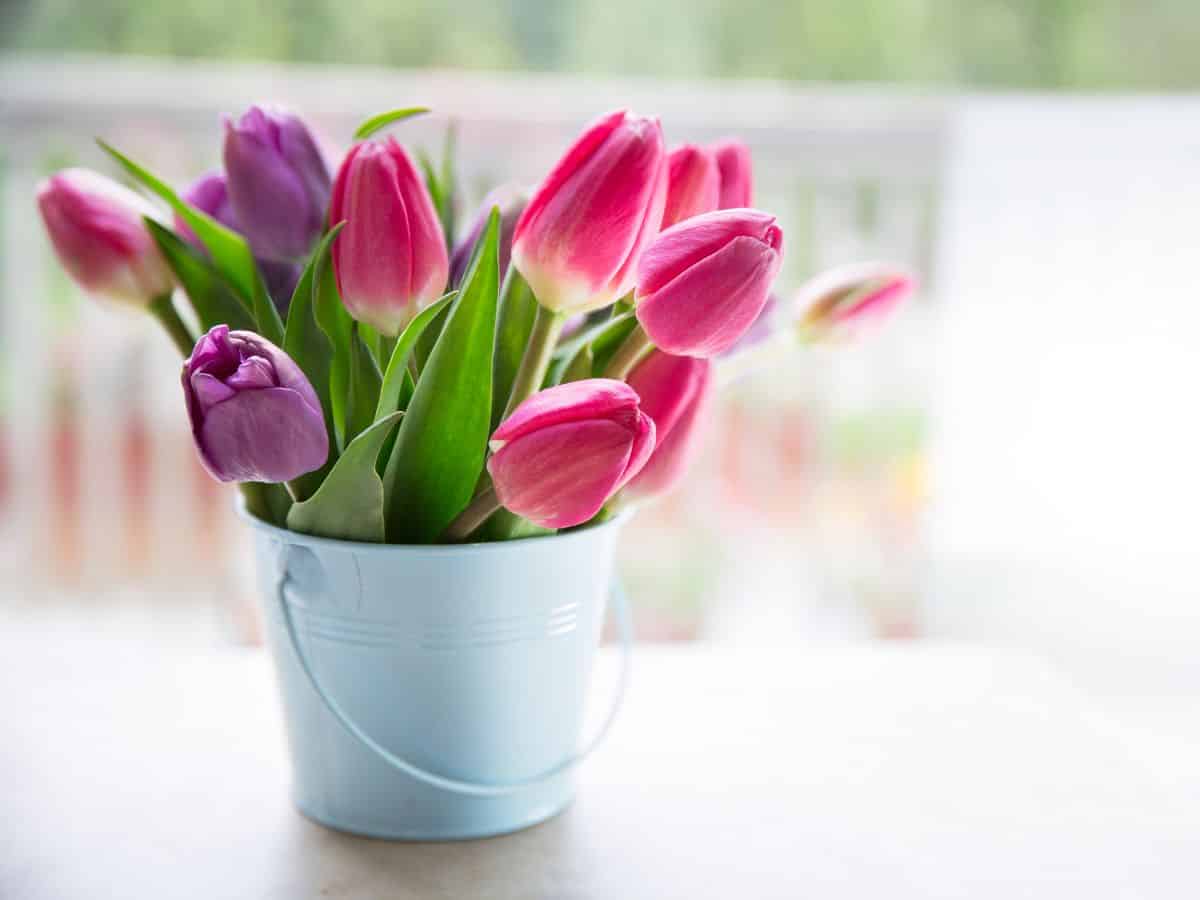 Pink and purple tulips in a blue bucket on a table.