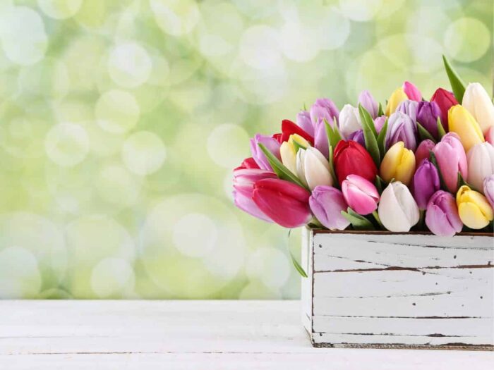 Colorful tulips in a wooden box on a table.