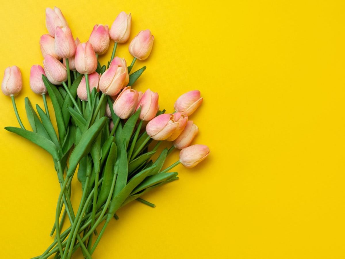A bouquet of light pink tulips on a yellow background.