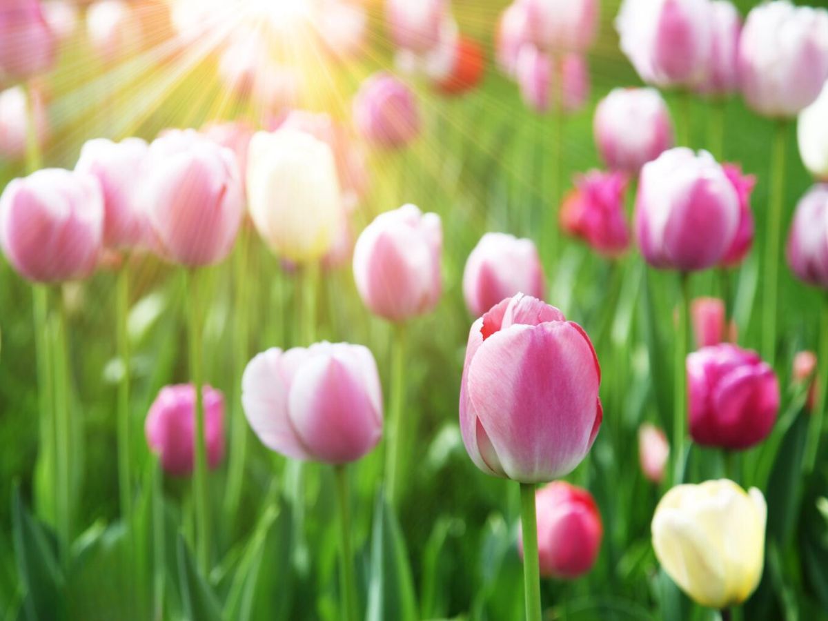 A field of pink and white tulips with the sun shining on them.