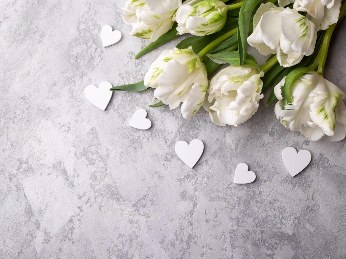White tulips with hearts on a gray background.