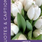 Quotes and captions about tulips.