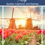 Tulip quotes, captions, and sayings.