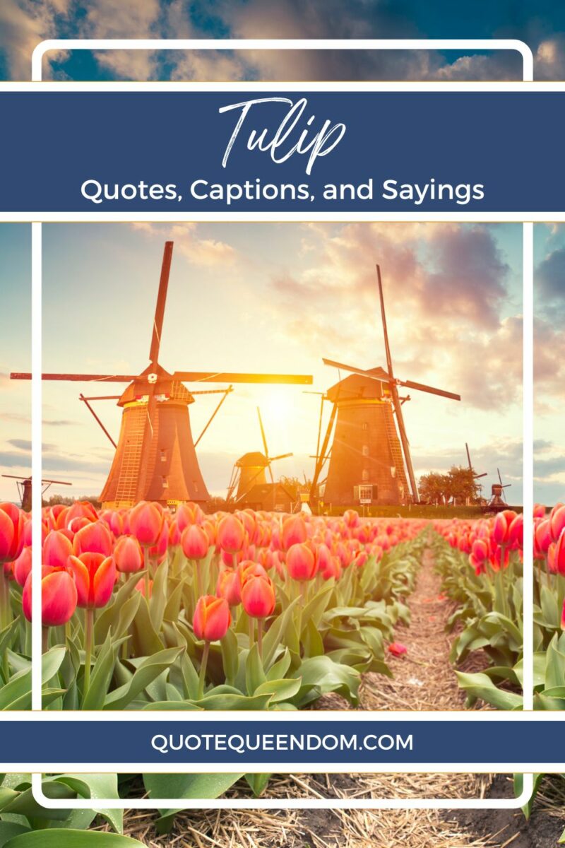 Tulip quotes, captions, and sayings.
