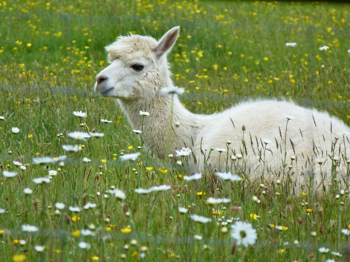 A white alpaca laying in a field of daisies.