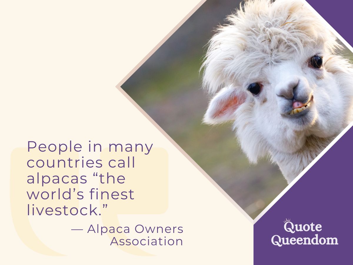 Quote about alpacas being considered the world's finest livestock.