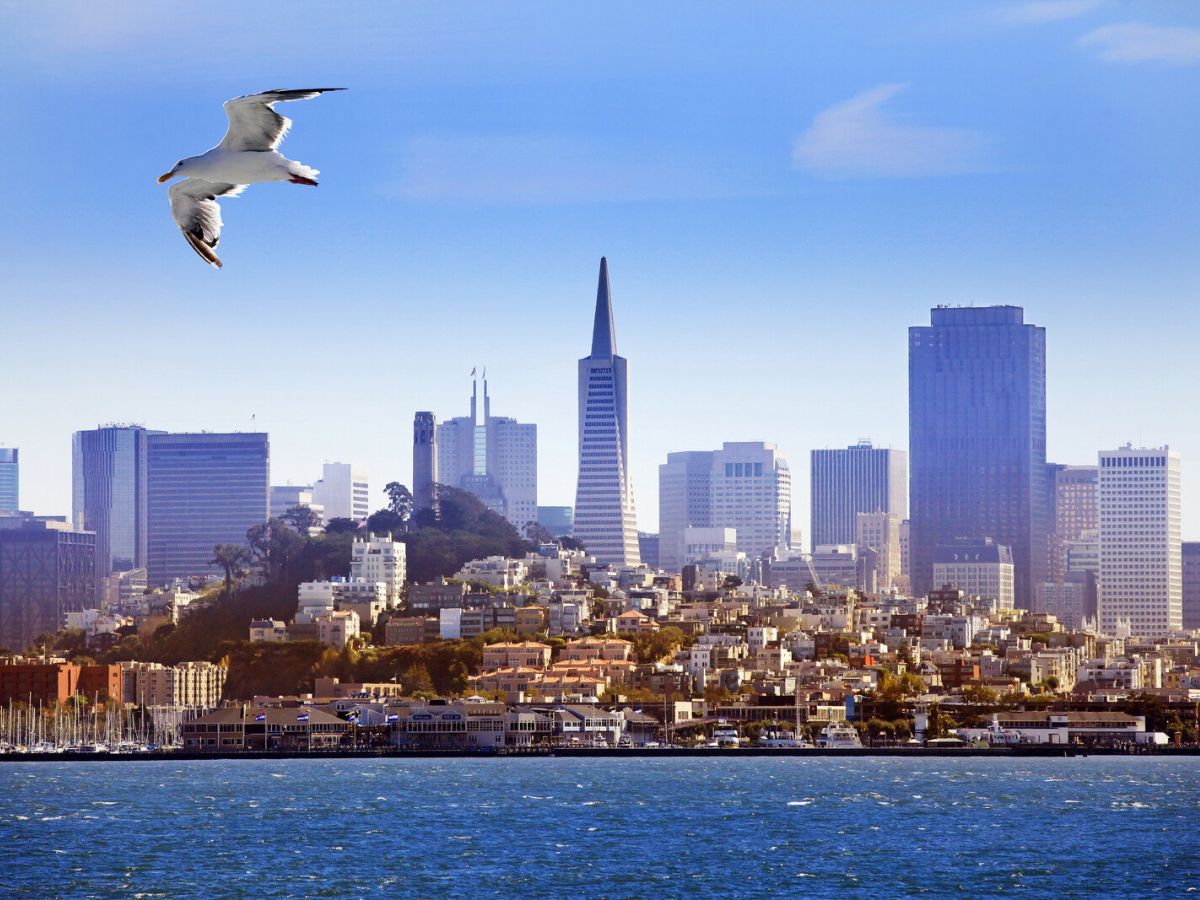 A seagull flying past San Francisco.