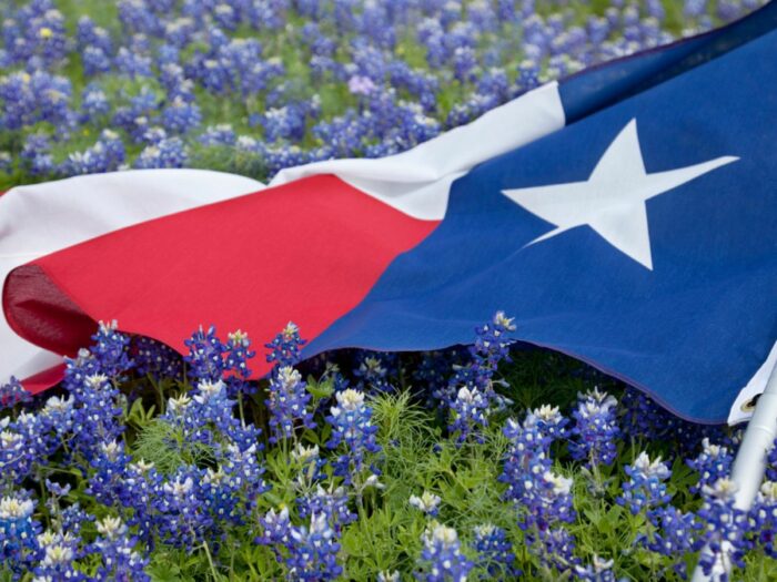 A texas flag draped over a field of bluebonnets.
