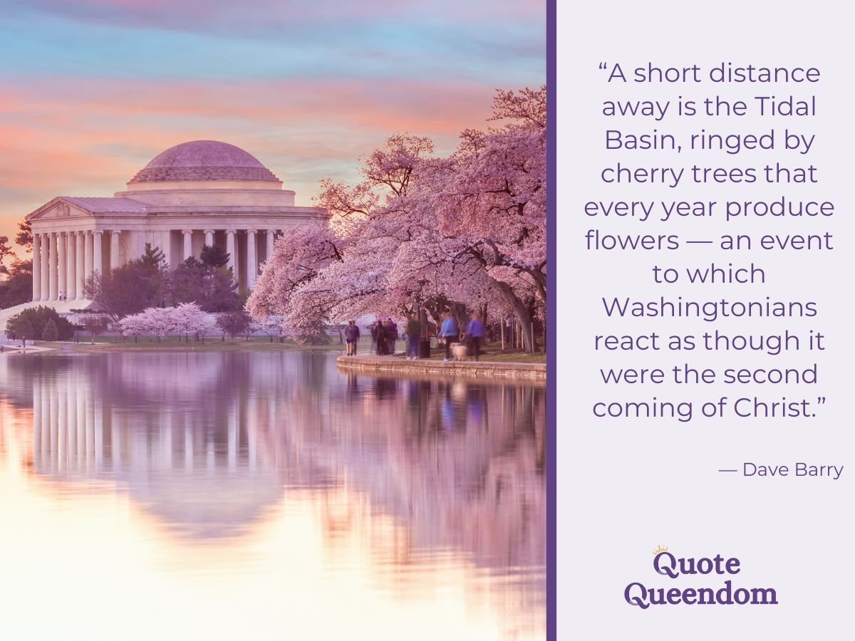 Sunset view of the jefferson memorial surrounded by blooming cherry trees by a reflective lake, with a thoughtful quote by dave barry overlayed.