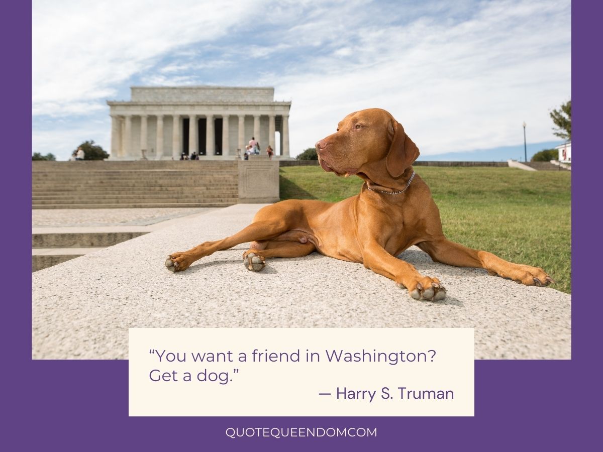 A brown dog lying in front of the lincoln memorial with a quote by harry s. truman: "you want a friend in washington? get a dog.