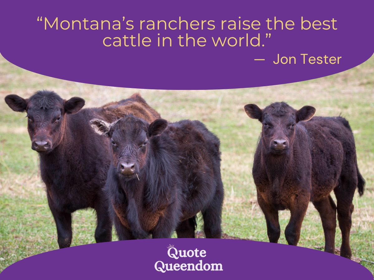 Three black cattle on grass with a quote by jon tester: "montana's ranchers raise the best cattle in the world.